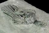 Crinoid (Platycrinites) Fossil - Crawfordsville, Indiana #125896-3